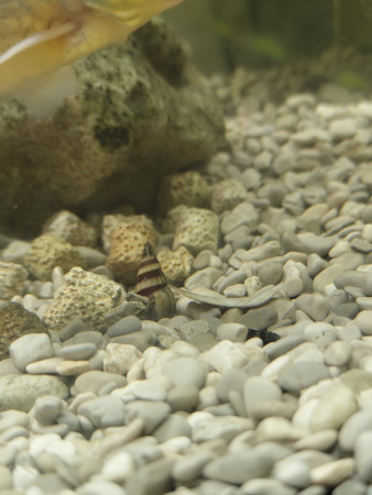 aquariophile Razvan