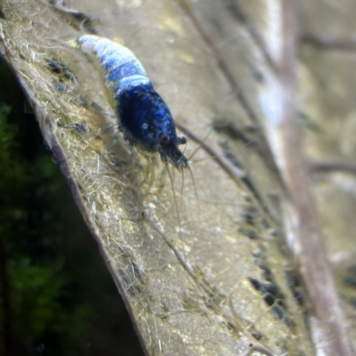 Taiwan bee - blue bolt / shadow morsura