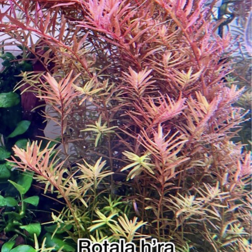 Rotala H’ra