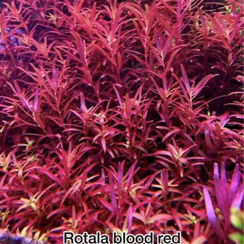 Rotala blood red sg