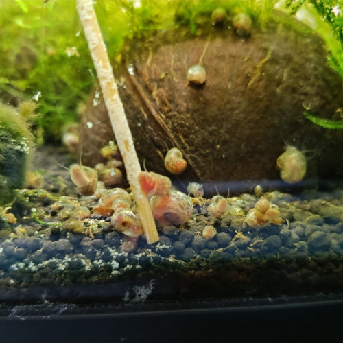 Planorbes