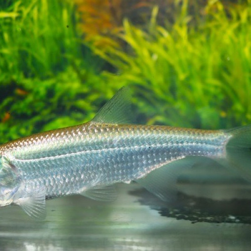 Megalops atlanticus 8cm