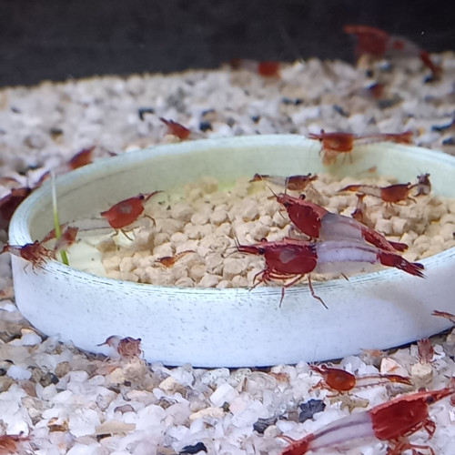 Crevette Rili Red