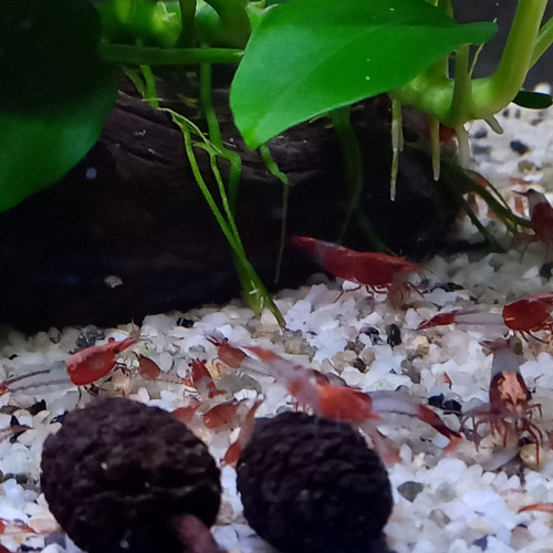 Crevette Rili Red