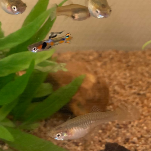 Poecilia wingei