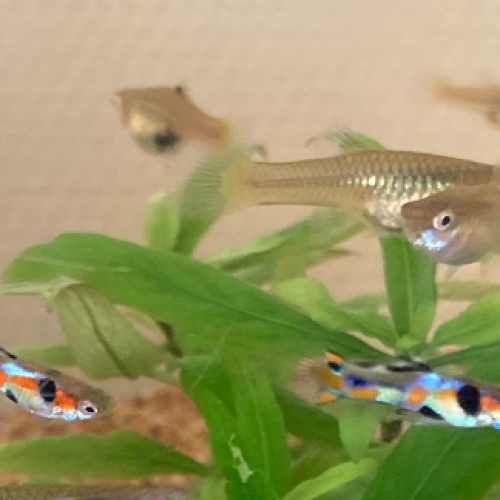 Poecilia wingei