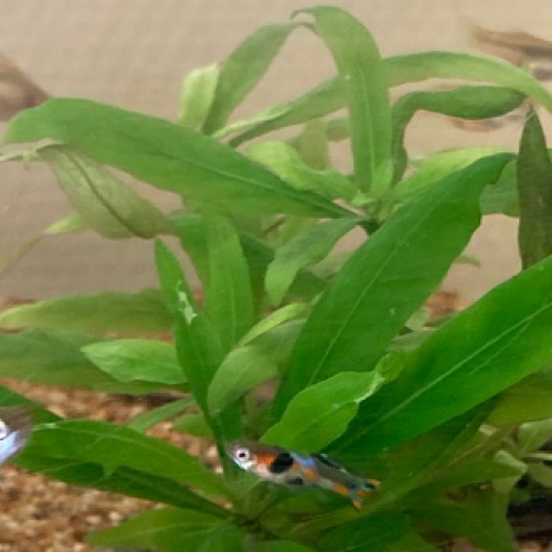 Poecilia wingei