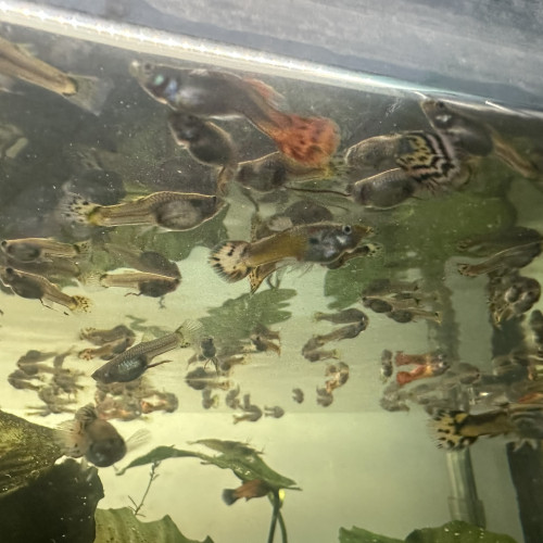 DONNE GUPPYS, MOLLYS, PLATYS