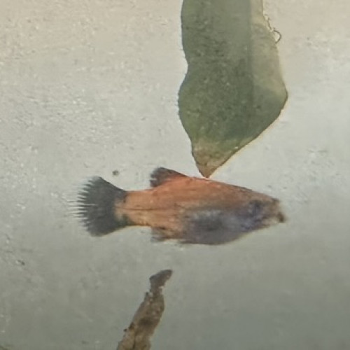 DONNE GUPPYS, MOLLYS, PLATYS