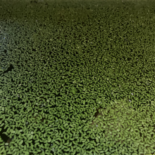 Lentilles d’eau. Rare moss