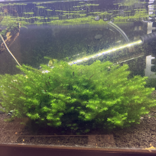 Lentilles d’eau. Rare moss