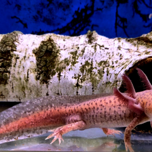 2 axolotls copper 10cm+ 1 copper mâle 23cm