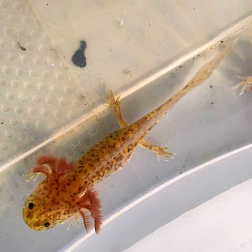 2 axolotls copper 10cm+ 1 copper mâle 23cm
