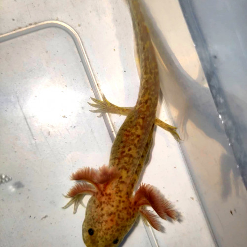 2 axolotls copper 10cm+ 1 copper mâle 23cm