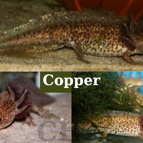 2 axolotls copper 10cm+ 1 copper mâle 23cm