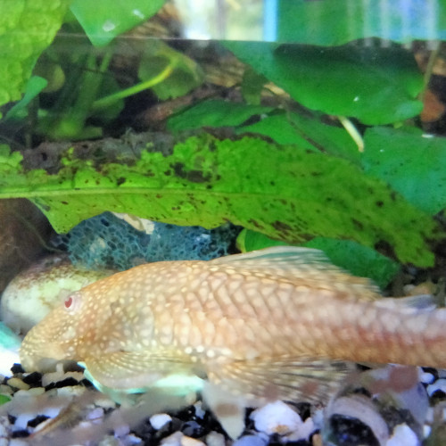 Je cède un aquarium complet