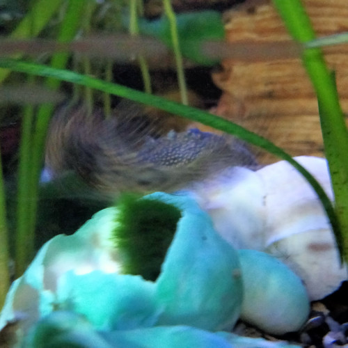 Je cède un aquarium complet