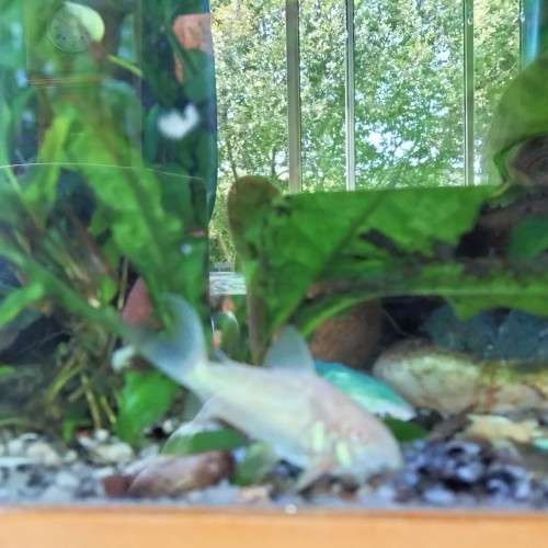 Je cède un aquarium complet