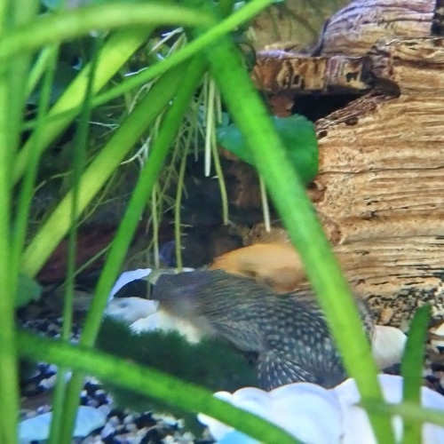 Je cède un aquarium complet