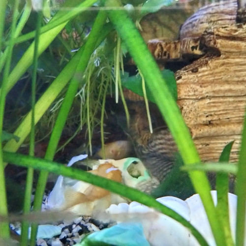 Je cède un aquarium complet