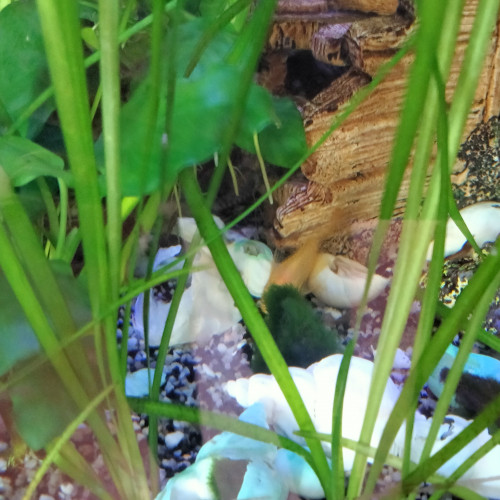 Je cède un aquarium complet