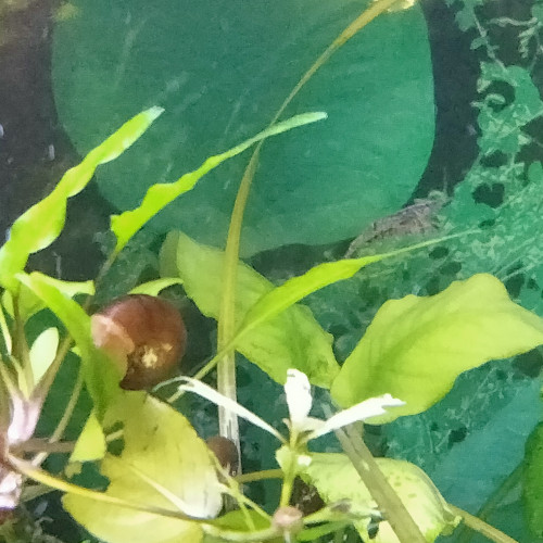 Je cède un aquarium complet