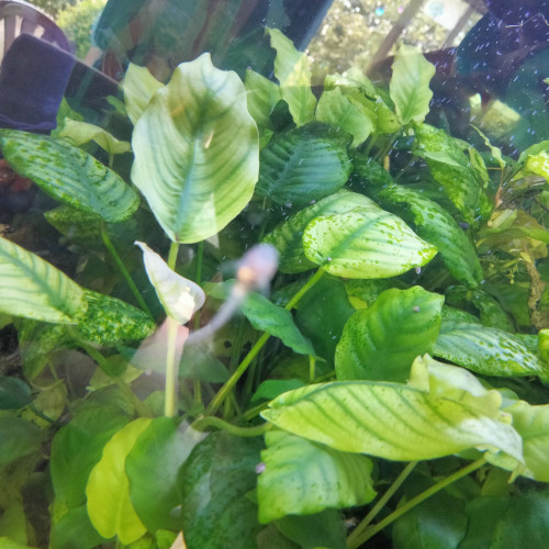 Je cède un aquarium complet