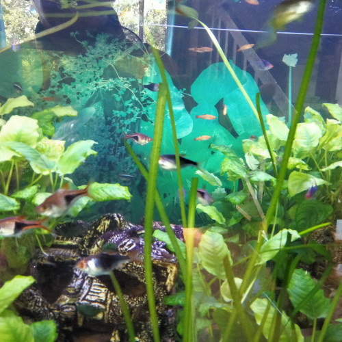 Je cède un aquarium complet