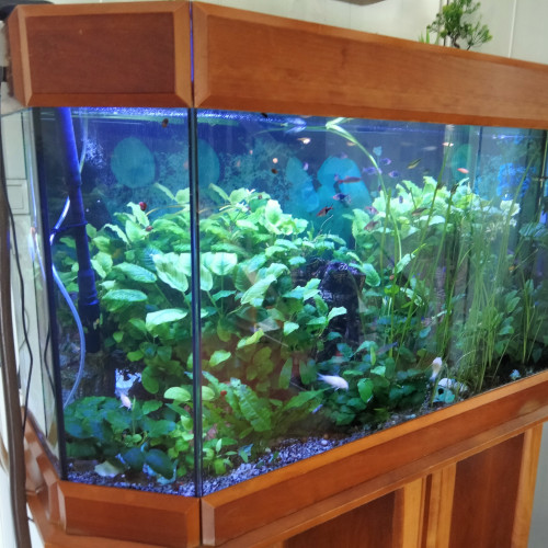 Je cède un aquarium complet