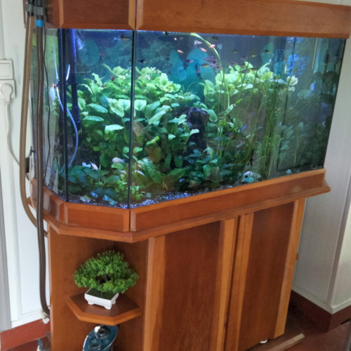 Je cède un aquarium complet