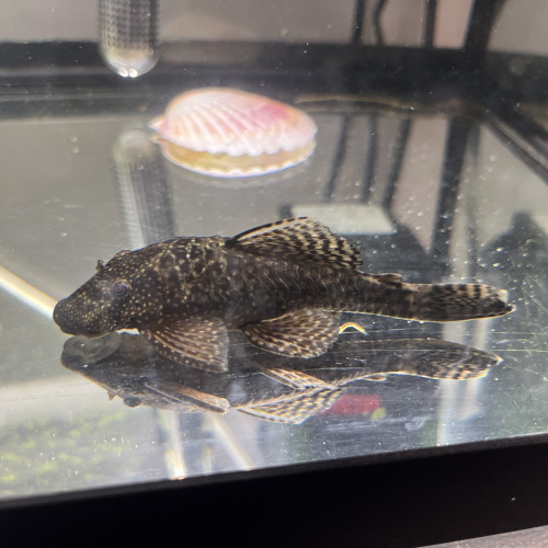 Ancistrus