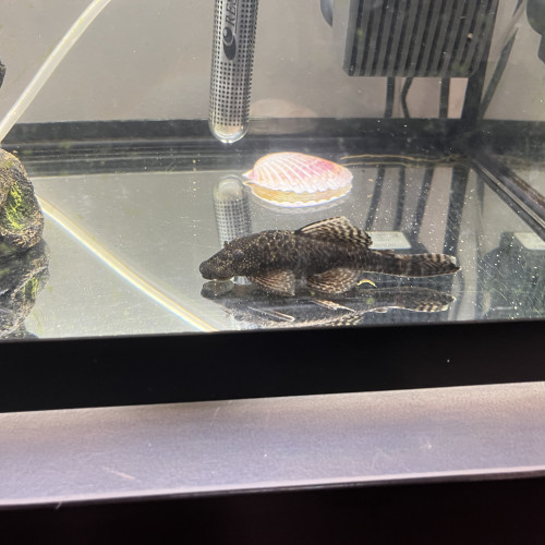 Ancistrus
