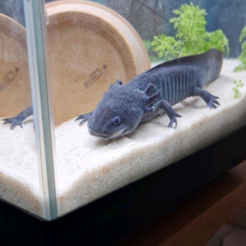 AXOLOTL MALE