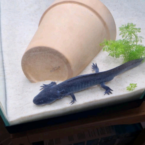 AXOLOTL MALE