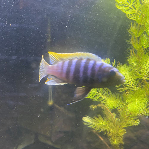 Aquarium 350l + poisson
