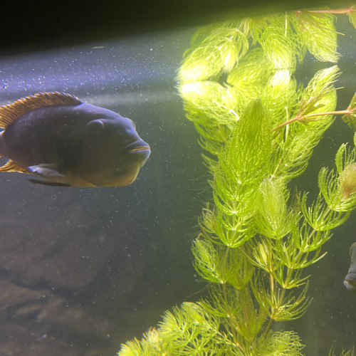 Aquarium 350l + poisson
