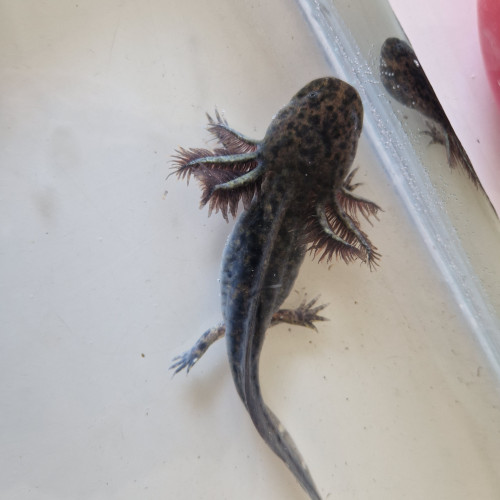 Bébé axololt sauvage