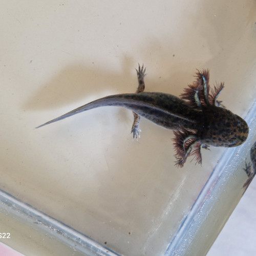 Bébé axololt sauvage