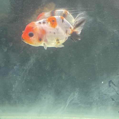Ranchu