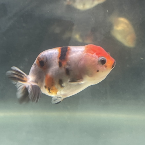 Ranchu