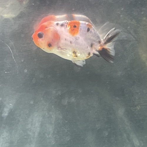 Ranchu