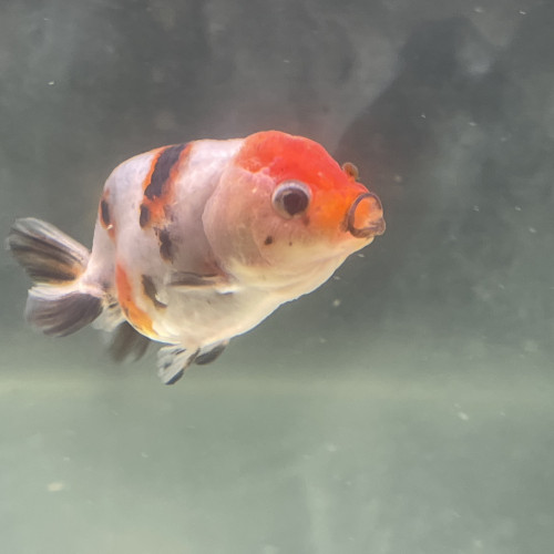 Ranchu