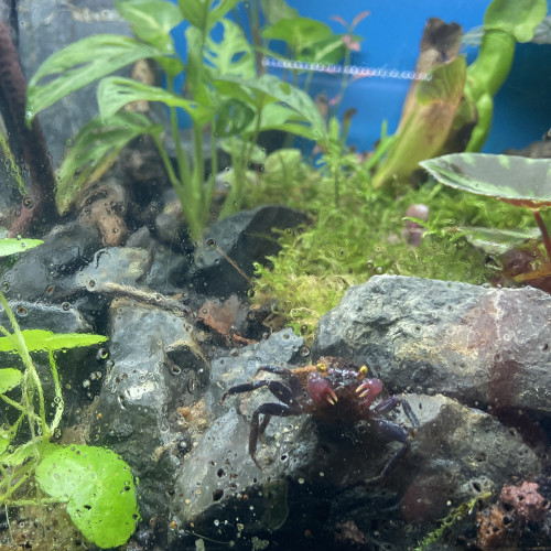 Bébé crabe vampire