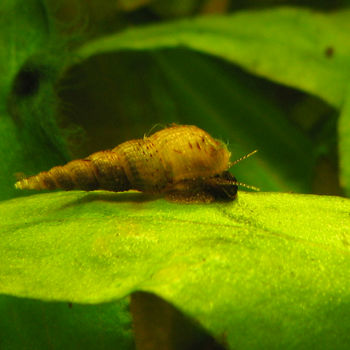 Escargots aquarium Melanoides