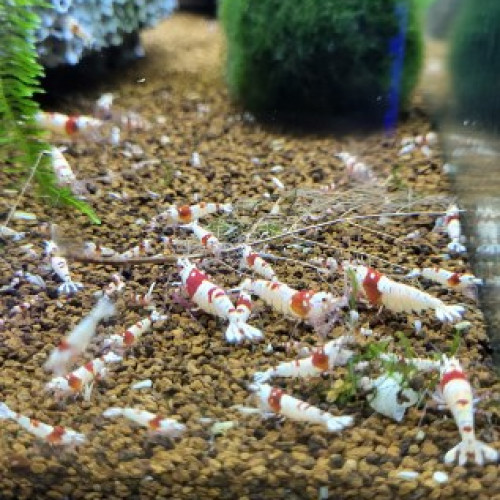 Caridina pure red line