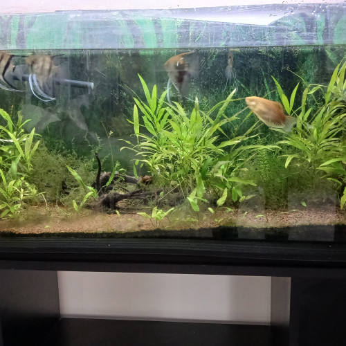 Aquarium complet
