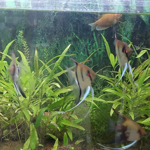 Aquarium complet