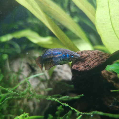 Imbellis x plakat koï