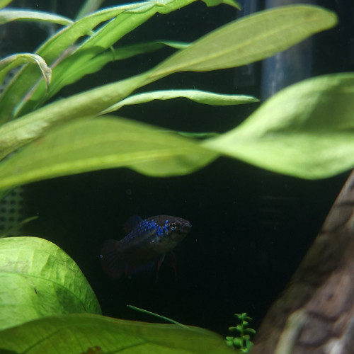 Imbellis x plakat koï