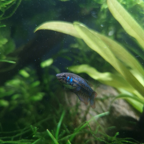 Imbellis x plakat koï